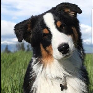 Meet your Posher, Holly